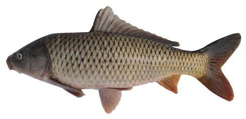 福瑞鯉：體形像草魚的長體型鯉魚